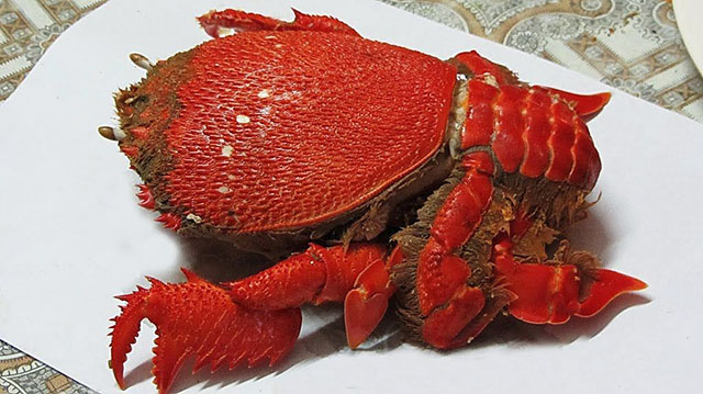 Sò Điệp Hokkaido Carpaccio