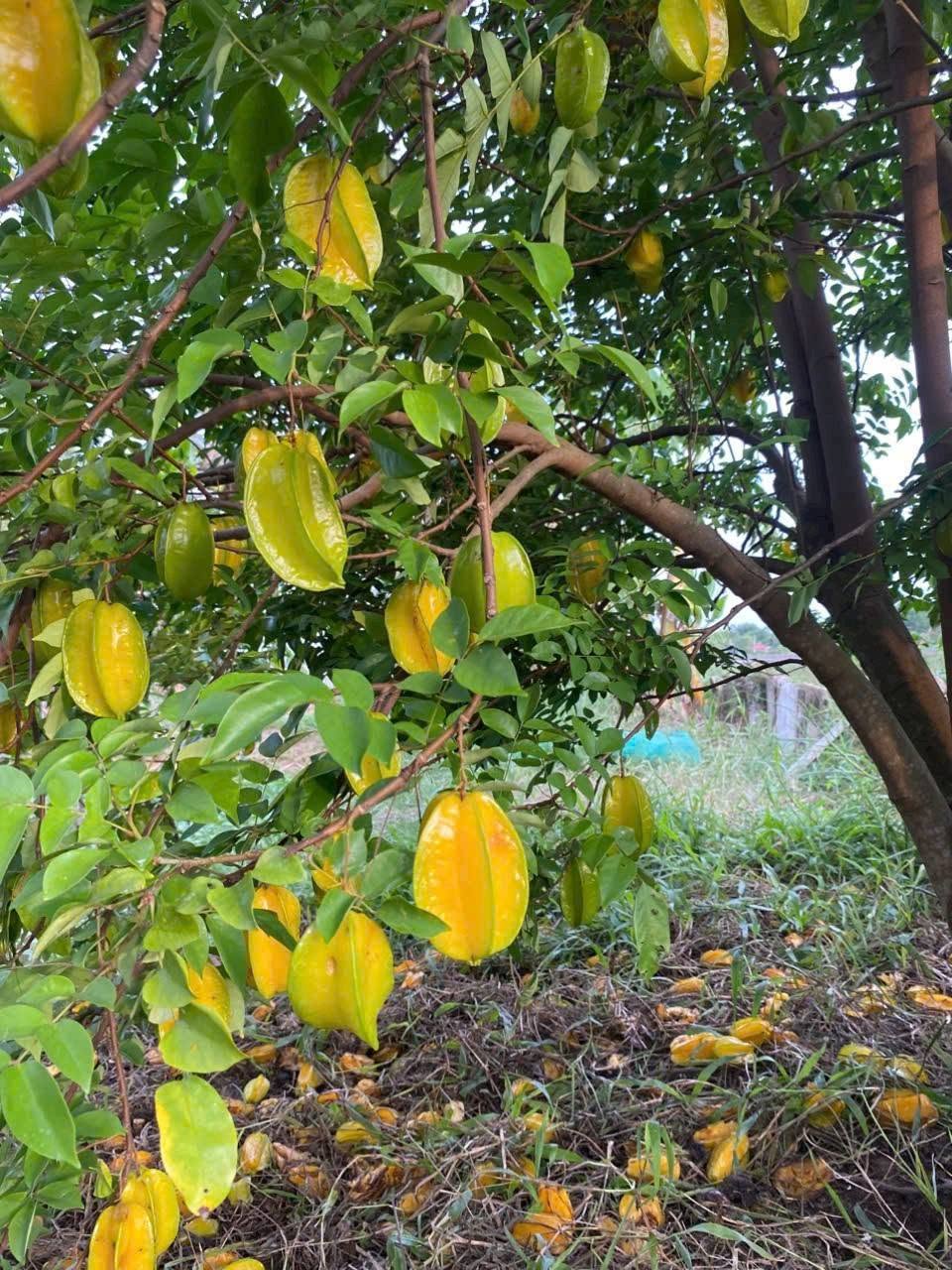 Trứng Chiên